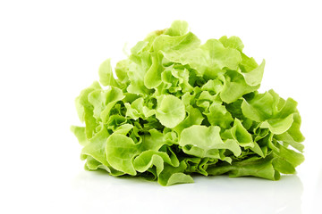 Green oak leaf lettuce