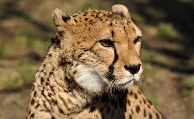 Gepard
