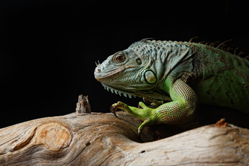 Fototapeta premium Green Iguana on branch