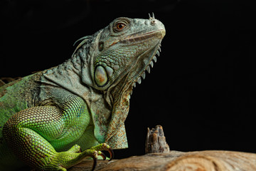 Green Iguana on branch