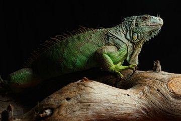 Naklejka premium Green Iguana on branch