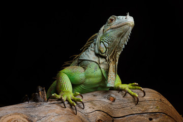 Iguana on dark background. Black and white image