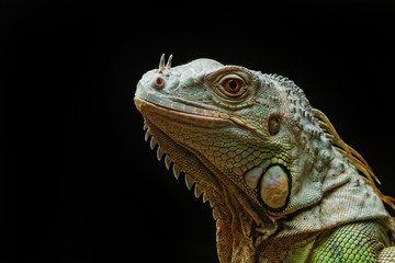 Close-up of a male Green Iguana (Iguana iguana).