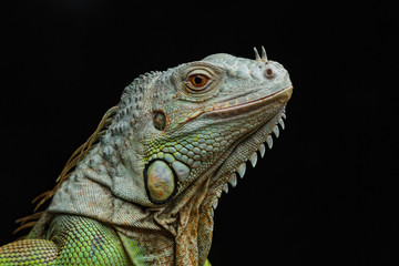 Close-up of a male Green Iguana (Iguana iguana).