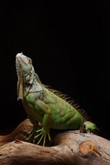 Iguana on dark background. Black and white image