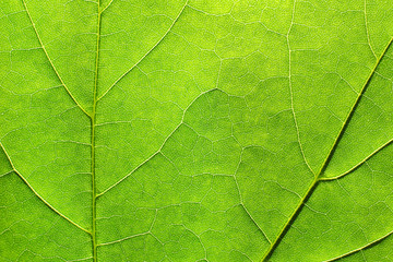 Naklejka na ściany i meble Texture of a green leaf as background