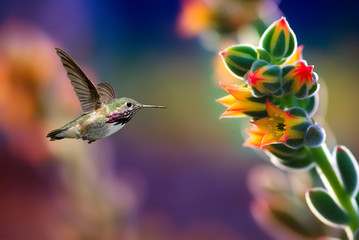 Small hummingbird near flowers frozen in action © mbolina