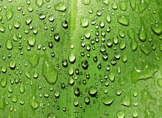 Green leaf with dew drops as background