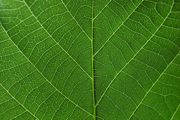 Texture of a green leaf as background