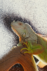 Iguana on dark background. Black and white image