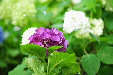 紫の紫陽花の白紫陽花
