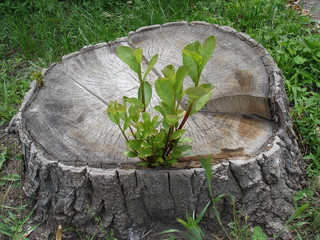Green shoots on the old big stump