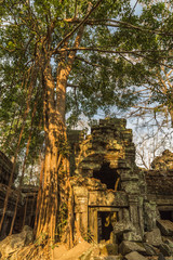 Tree on temple, Angkor Wat, Siem Reap, Cambodia
