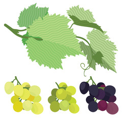 Grapes red, green, white, grape leaves, vines, flat illustration, set