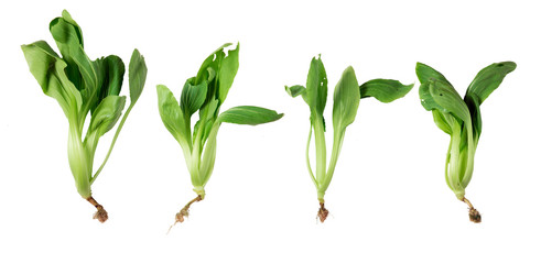 Isolated choy vegetable on a white background