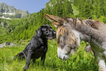 Dog kissing his donkey friend on forehead. Love story. Multicultural friendship stories.