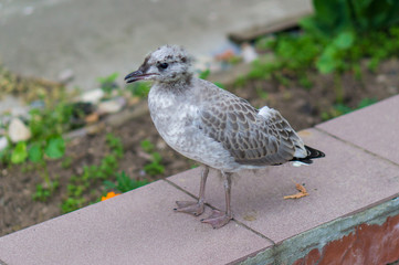 gull chick