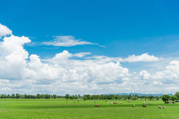 Obraz premium Beautiful Blue Sky and Clouds