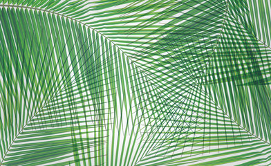 Naklejka premium Leaves of palm or coconut tree texture