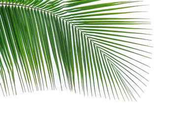 Obraz premium Leaves of palm or coconut tree on white background