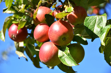 Apple garden