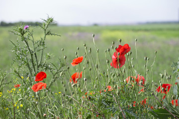 Poppies, salvia and thistle  on the field background