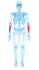 medically accurate illustration of the brachioradialis