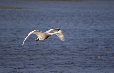 Fototapeta na wymiar Whooper swan (Cygnus cygnus) flying above a lake on a sunny spring day in Finland.