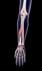 medically accurate illustration of the adductor pollicis longus