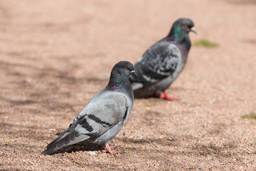 two pigeons sitting on the ground