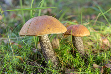 Two orange-cap boletus closeup