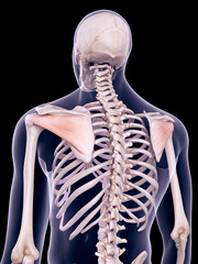 medically accurate illustration of the infraspinatus