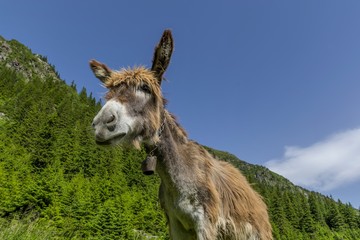 Funny brown donkey portrait with a bell around the neck
