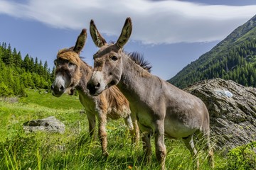 Beautiful couple of donkeys staying in the wind on the high mountains