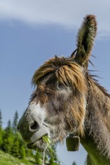 Donkey eating grass close up portrait 