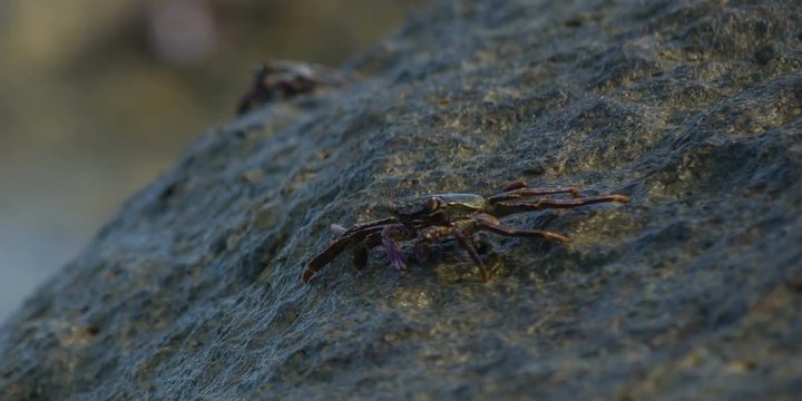 crab on the rock nai harn beach hd phuket thailand
