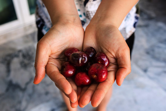 fresh cherries on two hands