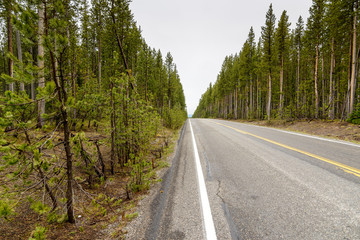 Fototapeta na wymiar Highway Through a Forest / Straight road in the woods of fir trees. Wyoming, United States.