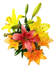 Multicoloured lilies