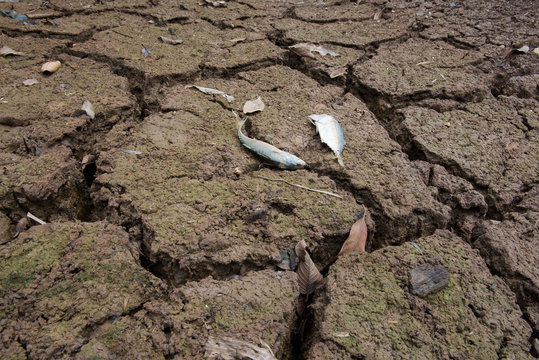 Dead fish, dry land, World Disaster, Cracked ground background