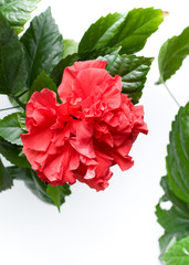 Exotic big red flower close up with leaves postcard blank backing isolated Hibiscus  rosa-sinensis chinese rose tree blossoming