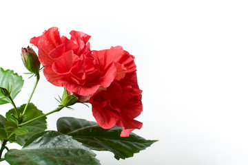 Exotic big red flower close up with leaves postcard blank backing isolated Hibiscus  rosa-sinensis chinese rose tree blossoming