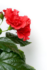Exotic big red flower close up with leaves postcard blank backing isolated Hibiscus  rosa-sinensis chinese rose tree blossoming