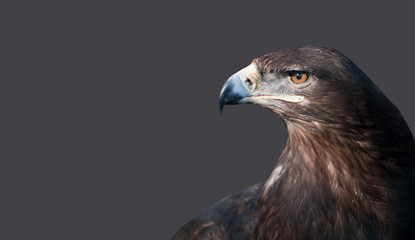 Portrait of an eagle's head on an isolated background.