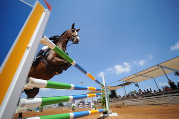 Bottom view on the horse jumping over obstacles with the rider on the horseback