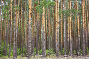 Pine-tree forest
