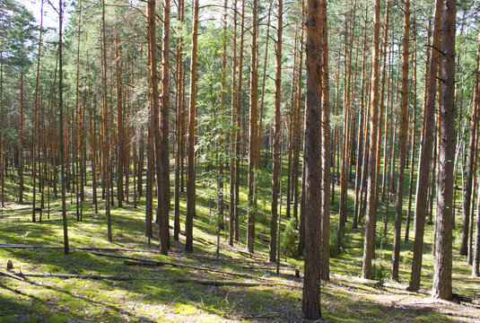 Summer pine-tree forest