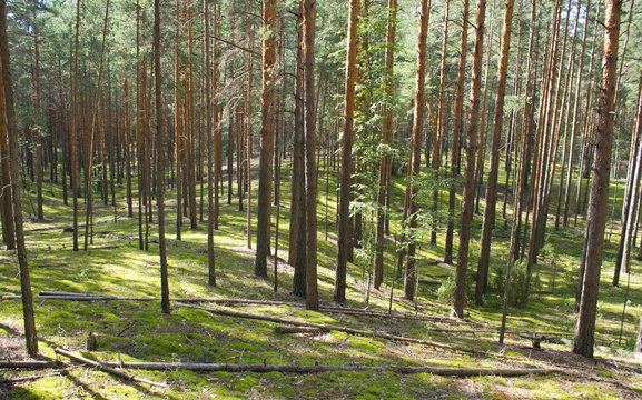 Summer pine-tree forest