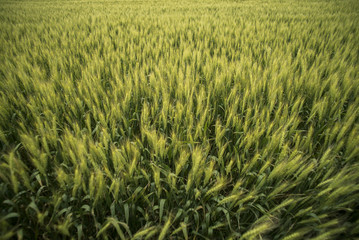 Wheat field in summer