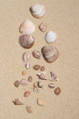 Fototapeta na wymiar Sea shells with sand as background for designer